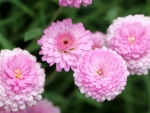 Pink Chrysanthemums