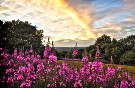 Beautiful Sunset - nature, sky, flowers, sunset