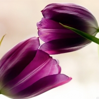 Violet Tulips