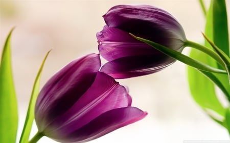 Violet Tulips - pretty, Tulips, violet, Flowers