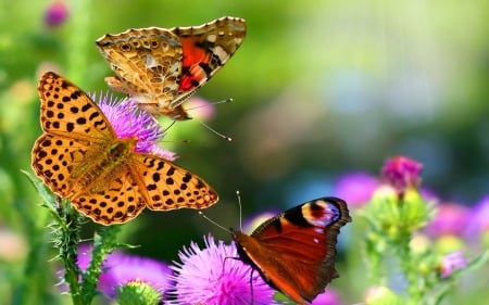 Lovely Butterflies - Butterfly, Animal, lovely, Nature