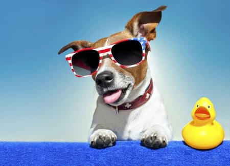 Hey, you! - duck, yellow, summer, blue, dog, toy, animal, funny, caine, jack russell terrier, sunglasses