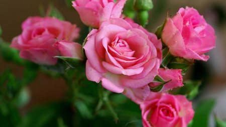 Pink Roses - blossoms, garden, plants, flower, petals, leaves