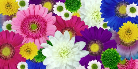 Colorful Spring Flowers - colorful, flowers, chrysanthemum, spring