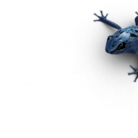 Poison Dart Frog