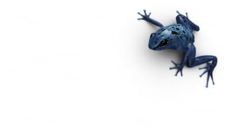 Poison Dart Frog - nature, amphibians, animals, poison dart frog