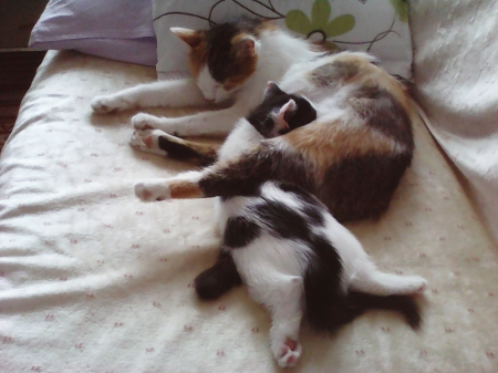 cat and her kitten - love, cute, lovely, cats