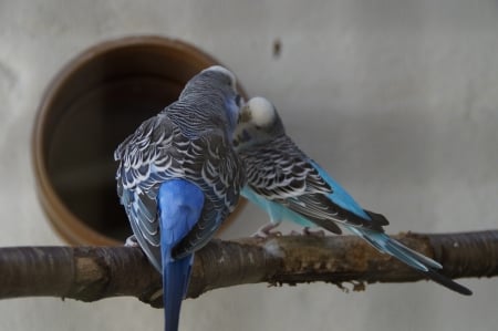 Lovely Budgerigars - nature, parrots, blue, parakeets, lovely, budgarigars, birds