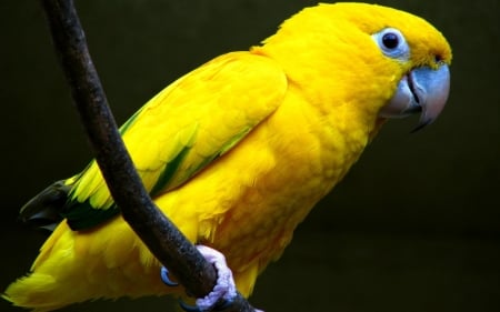 PARROT - wings, yellow, feathers, perch