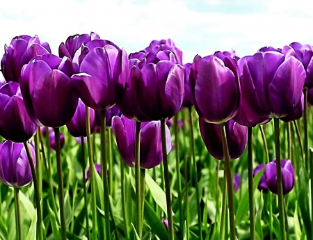 TULIPS - leaves, stems, purple, petals