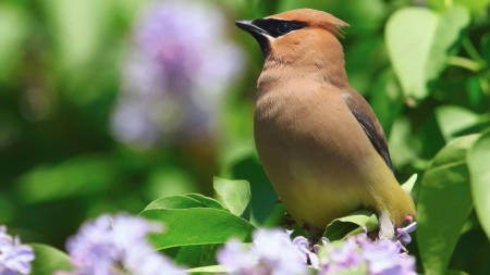 WAXWING - WINGS, FEATHERS, LEAVES, FLOWERS