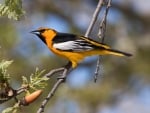 ORIOLE