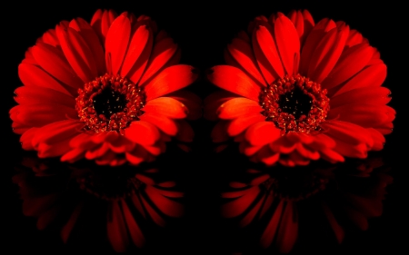 GERBERAS - red, petals, nature, double