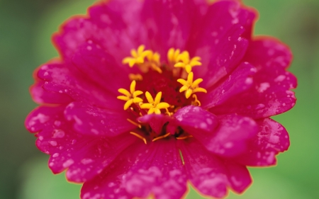 PINK FLOWER - yellow, petals, pink, nature