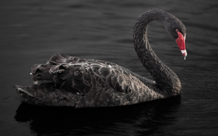 SWAN - wings, water, feathers, beak