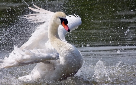 SWAN - wings, water, feathers, waves