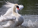 SWAN