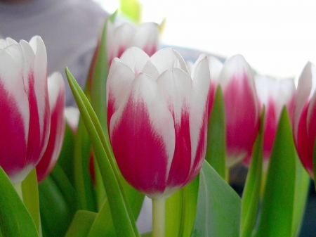 TULIPS - leaves, stems, petals, colors