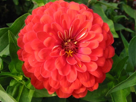 ZINNIA - leaves, petals, nature, colors