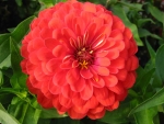 ZINNIA