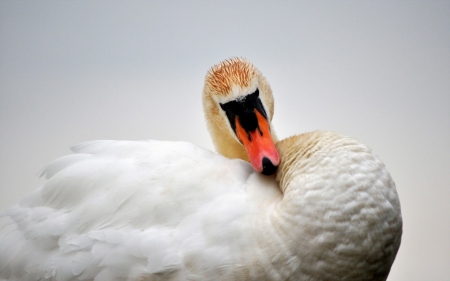 SWAN - wings, colors, feathers, beak