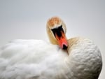 SWAN