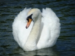 SWAN