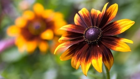 FLOWERS - leaves, stems, petals, colors