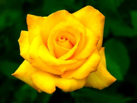 ROSE - YELLOW, LEAVES, GREEN, PETALS