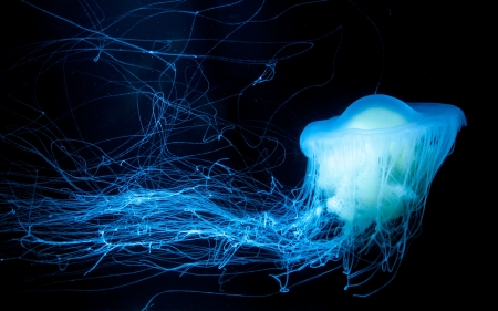 Jellyfish - black, jellyfish, white, animal, summer, blue