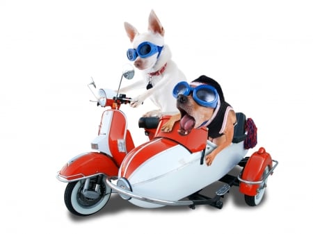 Passion for speed - motorbike, hat, speed, blue, dog, black, wind, white, animal, glasses, funny, red, situation, caine, couple