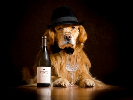 Just a glass - glass, hat, golden retriever, wine, black, caine, dog, animal, bottle