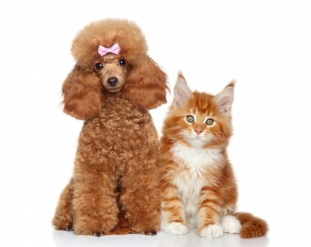 Cuties - couple, cat, poodle, pisica, kitten, ginger, caine, bow, pink, dog, winte, animal, orange, sweet, cute