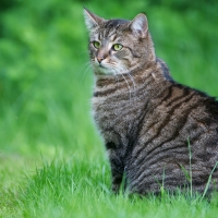 attentive cat in the grass