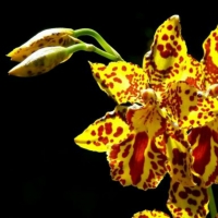 Tiger Orchids