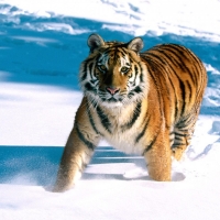 siberian tiger in the snow