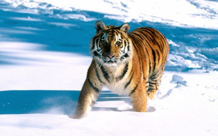 siberian tiger in the snow - snow, siberian, tiger, cat