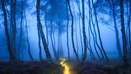 yellow trail through blue mist forest