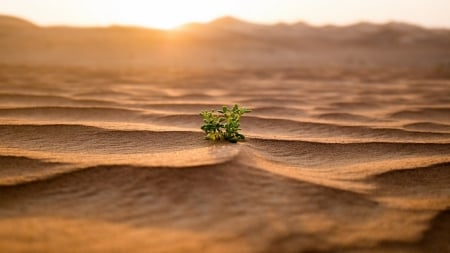 sapling in desert - sand, focus, dunes, desert, ripples, sunrise, sapling