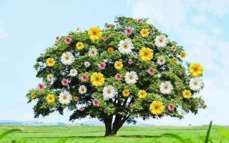 Spring Tree - clouds, grass, tree, flowers, daisies, Spring, field, mountains, sky