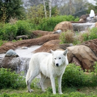 White wolf