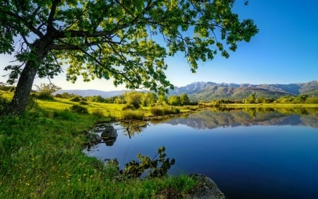 Calm lake - summer, greenery, beautiful, serenity, branches, lake, calmness, reflection, tree, tranquil