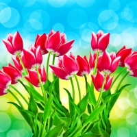 Tulips background