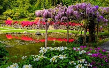 Japanese garden in Seattle - trees, greenery, japanese, spring, wisteria, reflection, pretty, pond, garden, lake, park, summer, lovely, serenity, frehness, forest, beautiful, seattle, flowers, wildflowers