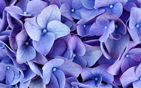 Blue Hydrangea Macro