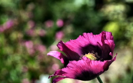 Purple Poppy Up Close - wide screen, flower, beauty, beautiful, photo, love, romance, photography, poppy, floral