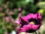 Purple Poppy Up Close