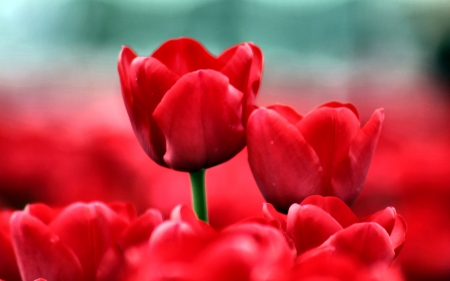 Red Tuips - wide screen, red, flower, tulips, beauty, beautiful, photo, love, romance, photography, floral