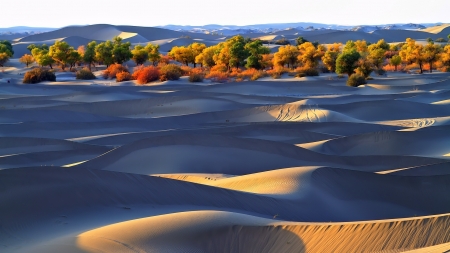 Desert Dunes - forest, dunes, desert, trees, nature