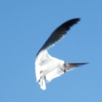 In mid flight